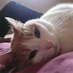 Kyra onze kattin, bij haar zit er een steekje los hahahaha!