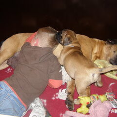 onze boes met haar puppen, een geboren moeder en super lief…