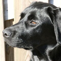Dixi is een kruising labrador/husky en is geboren op 12…