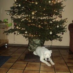 chrismas queen