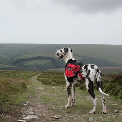 Pony in exmoor...