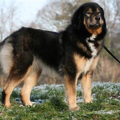 Tibetaanse Mastiff uit de jinadhara-kennel