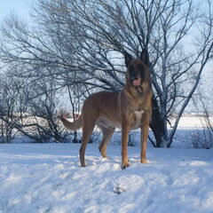 lekker in de sneeuw en helemaal in z'n element !