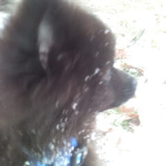Mooie Pico (L)