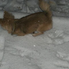 Aant stoeien in de sneeuw. 'Wa is da nu weer voor wit spul?'