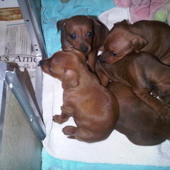 De nieuwe puppies