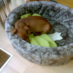 Qismo in z'n wat te grote mand