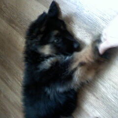 Shiva als pupje