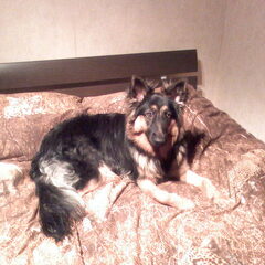 Shiva op bed