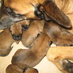 pups geboren op 11 / 12 / 2010 7 reutjes - 3 teefjes