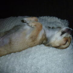 lekker maffen....(of is het dood liggen?)
