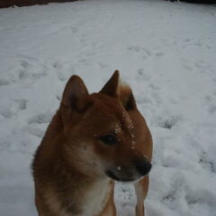 Shiba onder de sneeuw