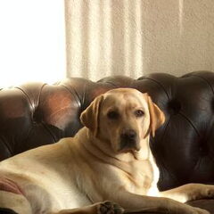 Onze Rose, lekker eigenwijs zoals een labrador betaamd.Maar…
