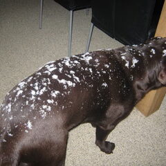 een omgekeerde dalmatier, 16 december