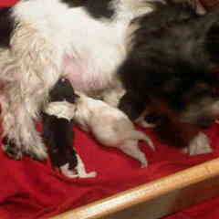 Diva's pups