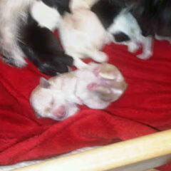 Diva's pups