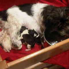 Diva's pups