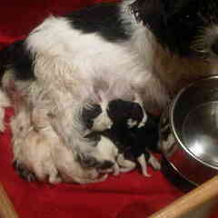 Diva's pups