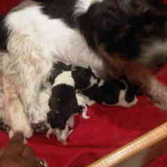 Diva's pups