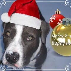 Merry Christmas!