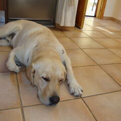 Dit is Chico, de bandiet