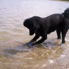 Dulcey in het water