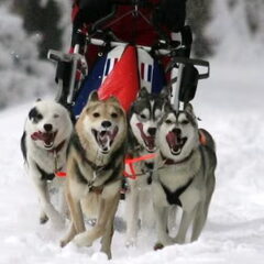 4honden span