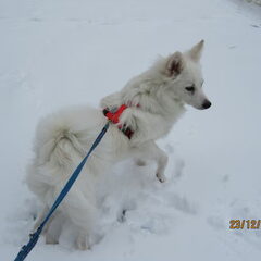 Nikki zijn eerste winter! 2010.