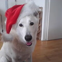 Charlie's eerste kerst bij ons