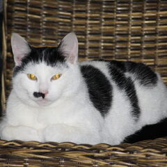 Onze lieve Kater Boesboes, Boesboes is geboren bij mijn…