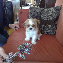 hier was Shaila† 9 weken