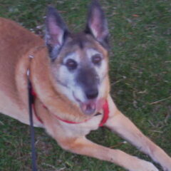 rocky de liefste hond ter wereld