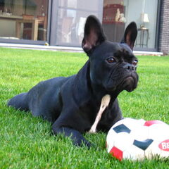 Voila, Ons Babske... de liefste Franse Bulldog! Babske zit…