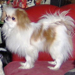 Dit is. Piper Charmed One von Reifra. een dochter van Red…