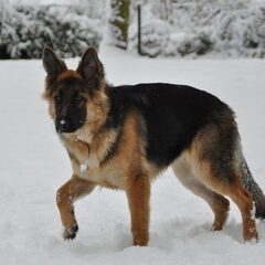 Duitse herder Laika, geboren op 7 april 2010.