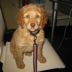 Brownie als kleine pup