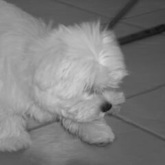 toen ik nog puppy was