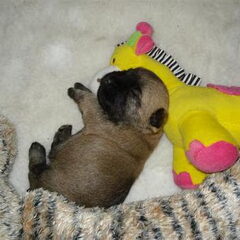 Pup slaap lekker op haar knuffel