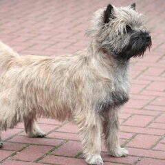 Kille (Chardas Code Red ) de vader van onze pup`s Kille is…