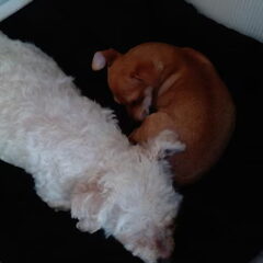 Lotje en haar beste vriendje Kenji(pup van mijn dochter…
