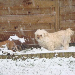 Lekker in de sneeuw, met nog een beetje een zeer knietje!