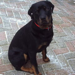 Mooie hond