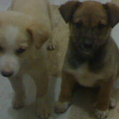 scoopy en meisje