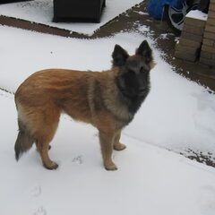 laika in de sneeuw 6.5 mnd