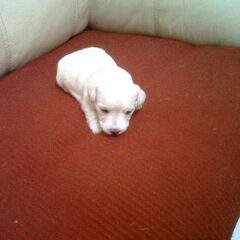 2,5 week nu