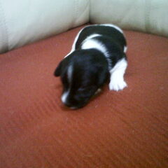 2,5 week nu