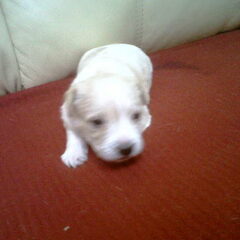 2,5 week nu
