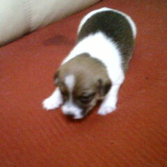 2,5 week nu