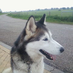 2010: Smokey blij dat we van de stad naar het platteland…