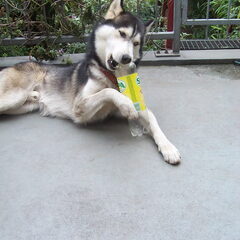 Smokey 2007: Verwaarloosd, verhongerd uit asiel gehaald. En…